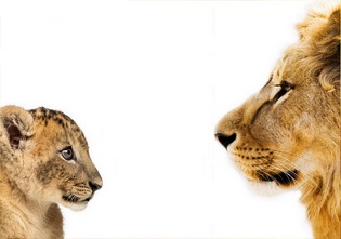 Lion père et fils 